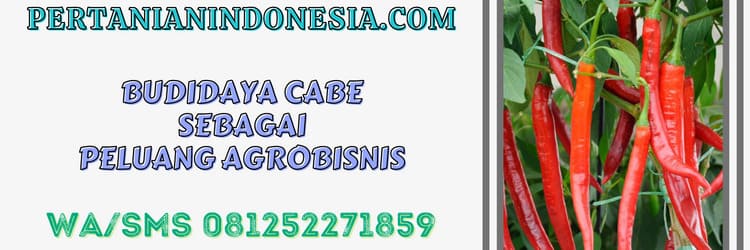 budidaya,cabe,petani,agrobisnis,agribisnis